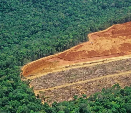 Aerial view of deforestation at forest edge.