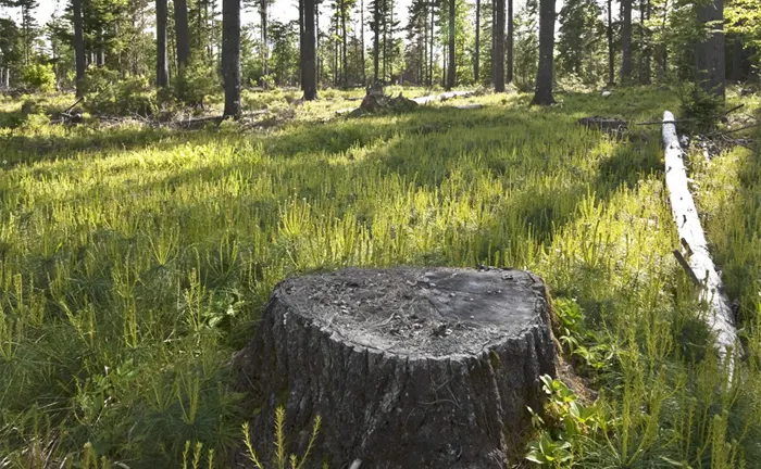Tree stump in a sunlit forest clearing, illustrating sustainable logging practices