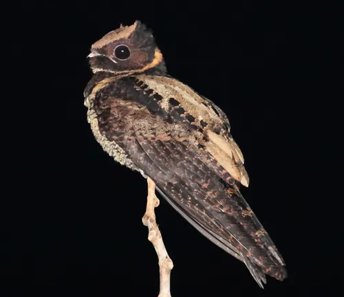 Nightjar perched on a branch against a dark background, showing nocturnal behavior.