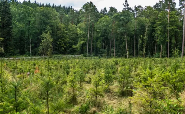 Young tree plantation with mature forest in the background, illustrating forest regeneration and silvicultural practices