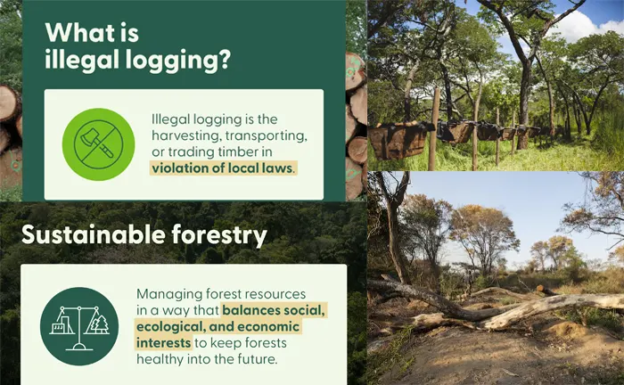 Infographic defining illegal logging and promoting sustainable forestry.