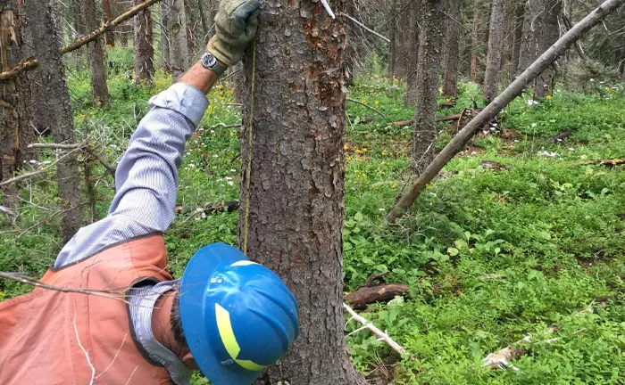 Person measuring the diameter of a tree in a forest, illustrating sustainable forestry practices.