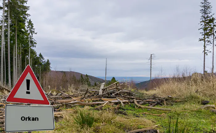 Cleared forest area with fallen branches and a warning sign reading "Orkan".