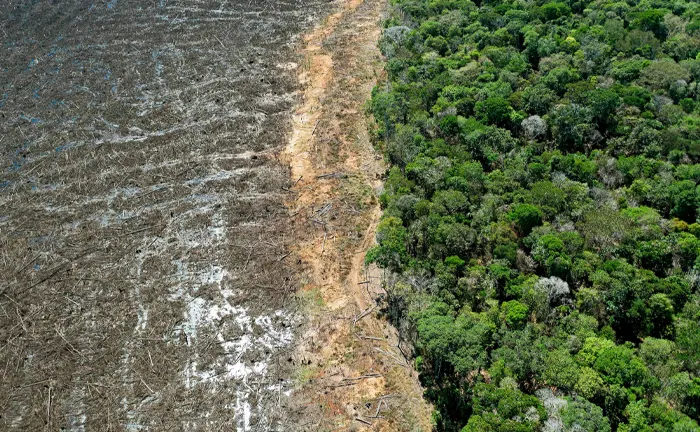 Aerial view showing stark contrast between deforested land and lush green forest, emphasizing the importance of sustainable forestry.