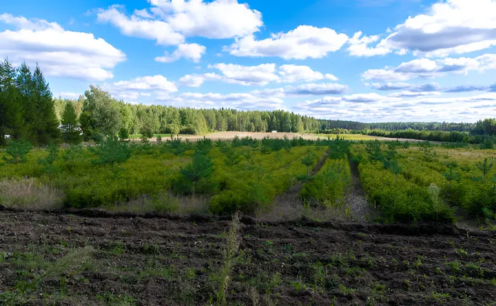 Field with young trees and diverse vegetation, illustrating reforestation and biodiversity in sustainable forest management.