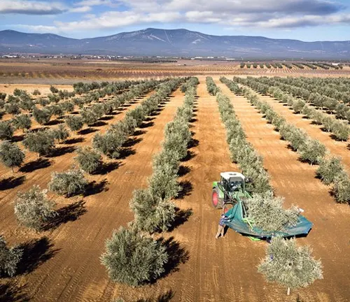 Aerial view of tractor in olive grove.