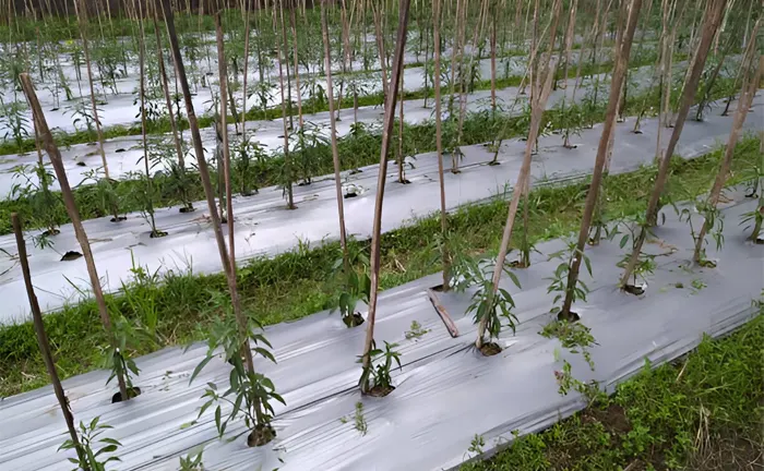Young tree saplings supported by stakes in a reforestation area, demonstrating sustainable logging practices.