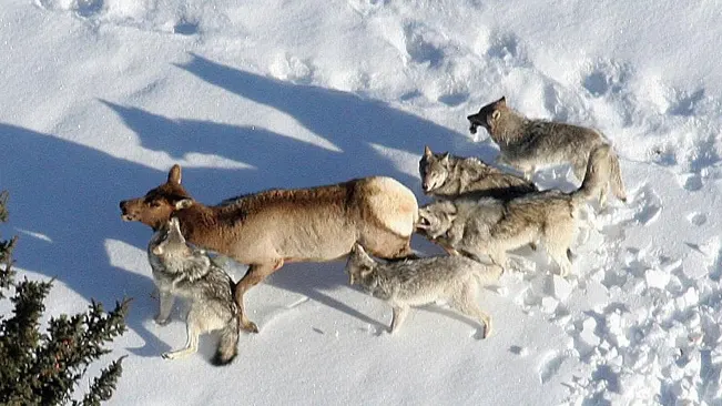 Pack of wolves hunting an elk in the snow, showing predatory behavior.