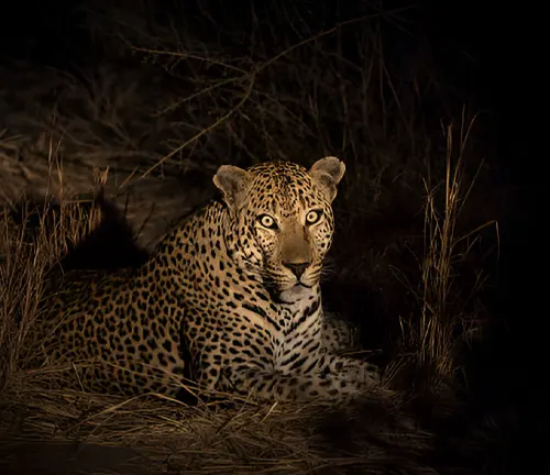 Leopard lying in the grass at night, eyes glowing, showing nocturnal behavior.