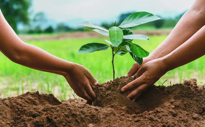 Hands planting a young tree in soil.