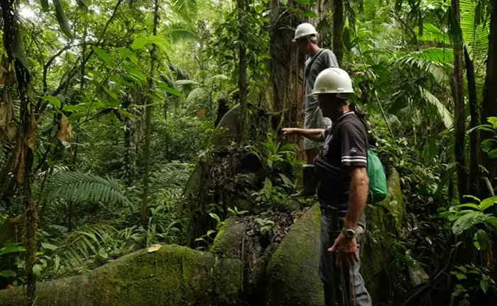 Researchers in hard hats examining a lush forest.