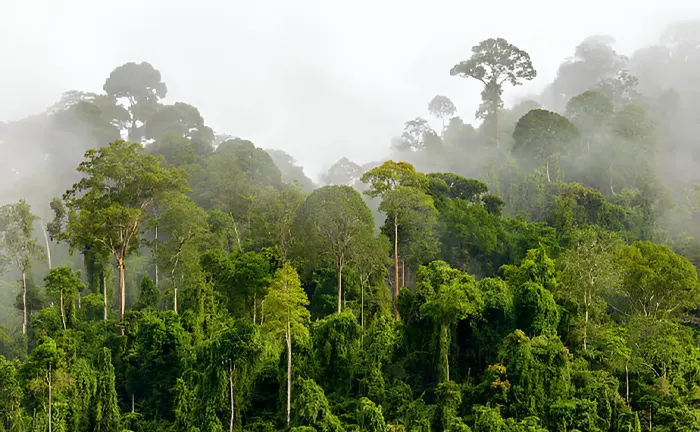 Lush, dense forest canopy shrouded in mist, emphasizing the importance of forest management for ecosystem health.