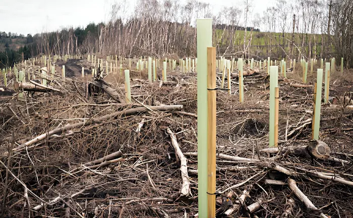 Reforestation area with tree saplings protected by plastic tubes amidst cleared debris.