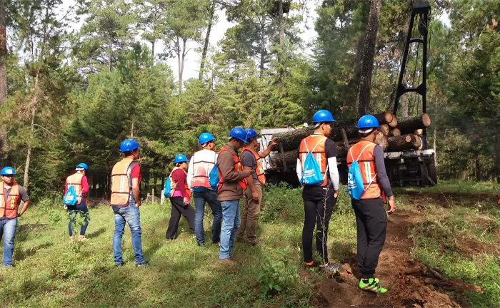 A group of people in safety gear observing logging activities, highlighting training and education in sustainable forestry practices.