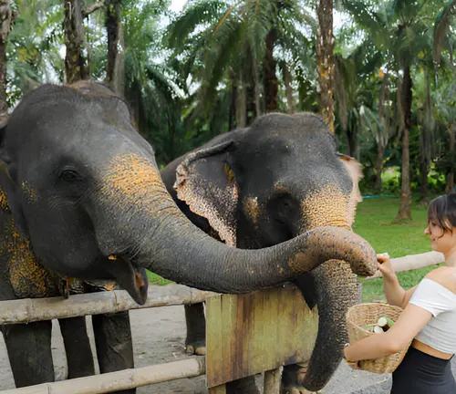 Woman feeding two elephants from a basket.