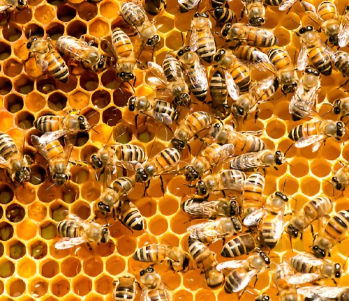 Honeybees on a honeycomb, showing social and foraging behavior.