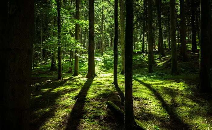 Sunlight filtering through trees in a verdant forest.