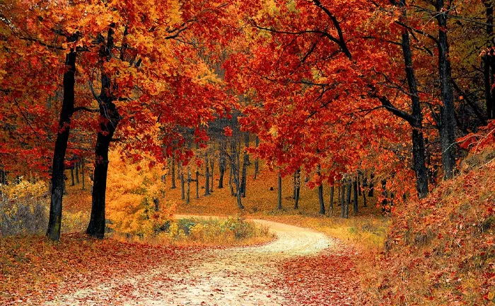 A winding path through a vibrant autumn forest, highlighting seasonal changes and the role of forest management in maintaining ecosystem health.