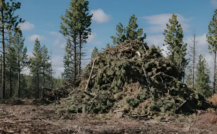 Pile of tree branches and debris in a partially cleared forest area.