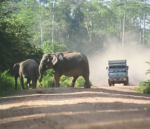 Two elephants crossing dirt road with truck approaching.