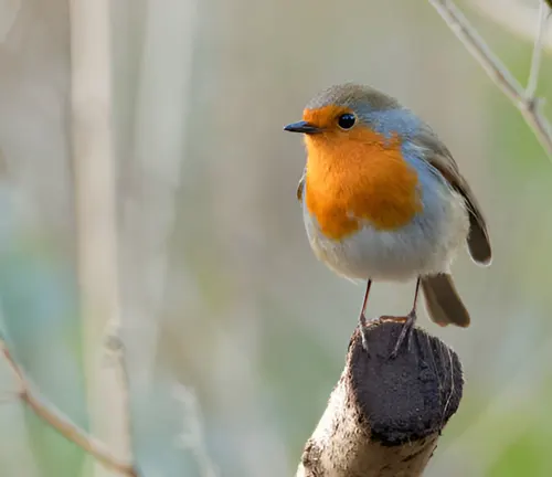 Robin with an orange breast perched on a branch, displaying territorial behavior.