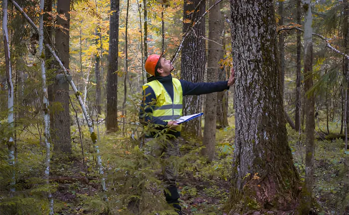 Forestry worker examining a tree in a dense forest.