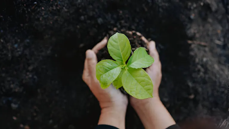 Mixed Reforestation Approach Outperforms Single Methods