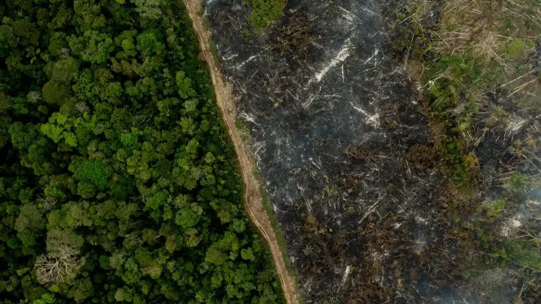 Trees Play a Bigger Role in Fighting Climate Change Than We Thought