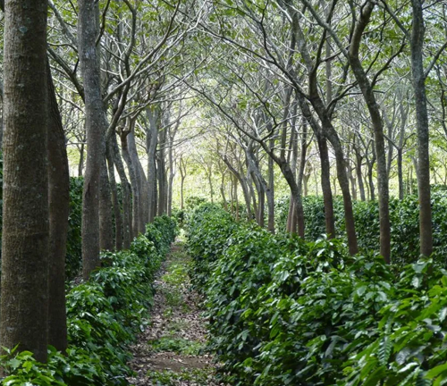 A pathway through an agroforestry system where rows of green shrubs are interspersed with tall, evenly spaced trees, creating a harmonious blend of agriculture and forestry.