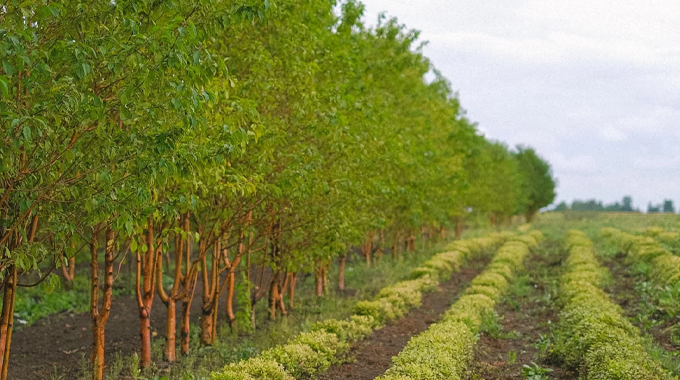 Rows of young trees and low-growing crops planted in an agroforestry system, illustrating the integration of agriculture and forestry practices in a well-organized field under a cloudy sky.