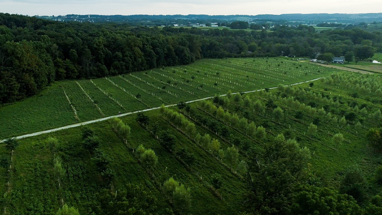 The image shows an aerial view of a managed forest area with rows of young trees planted in organized sections. A dirt road runs through the middle of the plantation, dividing it into two main sections.