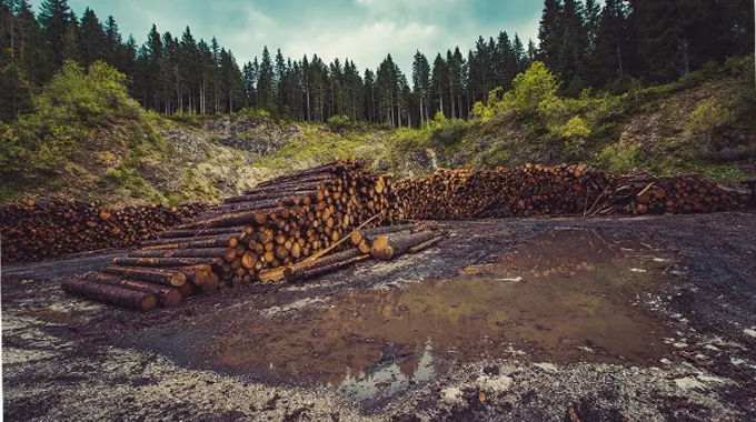 A large pile of cut logs stacked in a clearing within a forested area. The scene shows a logging site with logs neatly arranged and surrounded by a mix of coniferous trees.