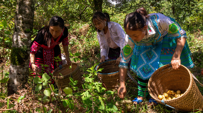 
"Three women in traditional clothing harvesting wild mushrooms in a forest, using woven baskets, surrounded by lush greenery and trees."