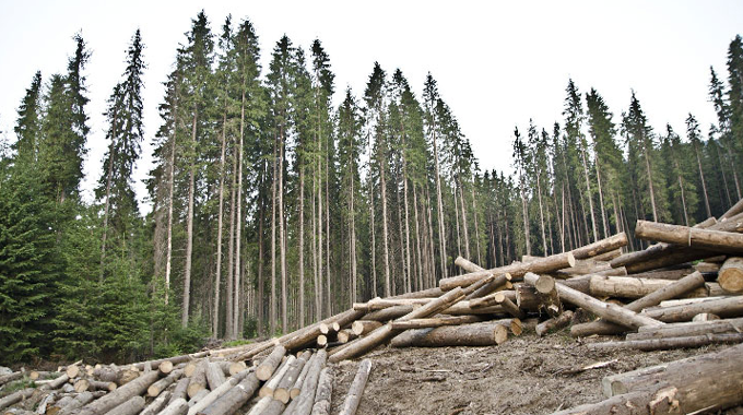A logging site with cut timber logs piled on the ground in the foreground and a dense forest of tall, slender conifer trees in the background. 
