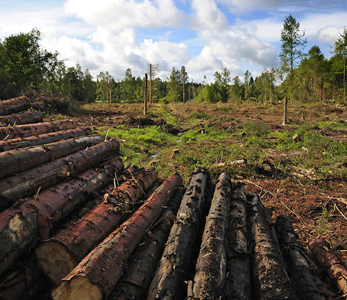 Logs stacked in the foreground with a cleared forest area in the background, showcasing the impact of logging activities on the landscape.