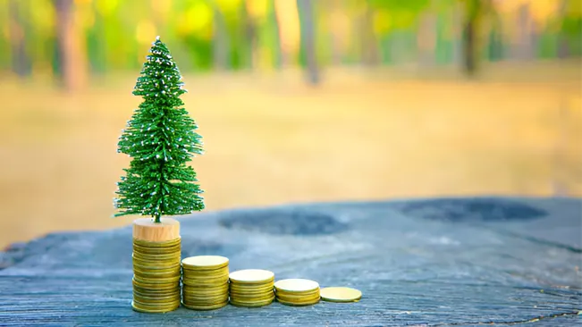 Coin Stacks and tiny Christmas tree Financial Management in Forestry