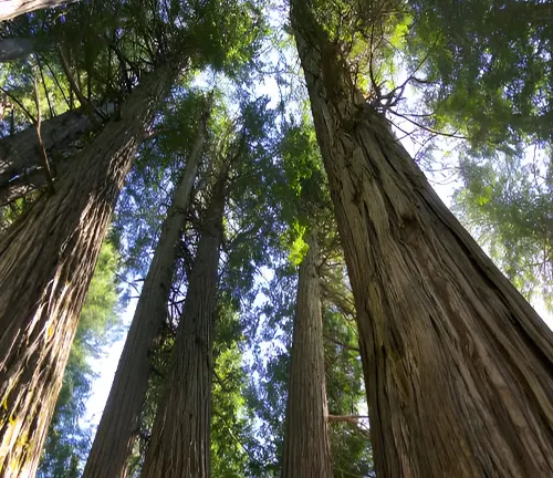 Tall trees in a protected forest area, illustrating conservation and protection measures.