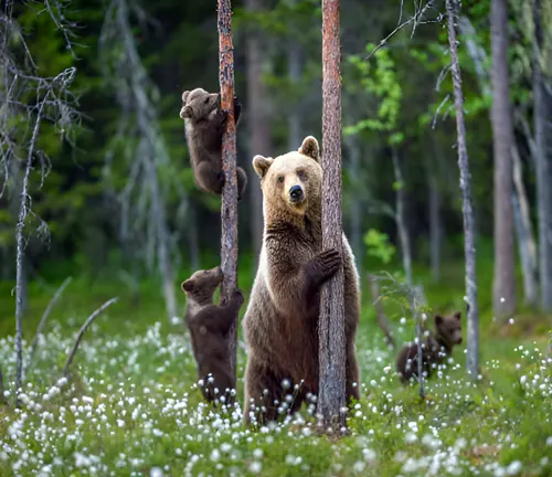 A mother bear and her cubs climbing trees, illustrating the complexity of forest ecosystems.