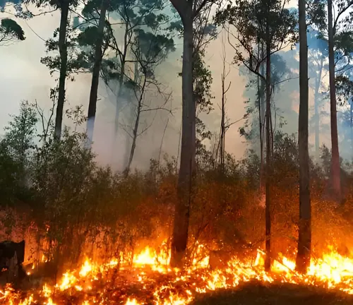 A forest fire illustrating natural threats such as wildfires to forest ecosystems.