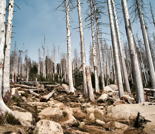 A forest showing dead trees and barren ground, illustrating the impact of climate change on forest ecosystems.