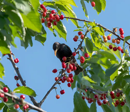 A blackbird perched on a branch filled with ripe cherries, illustrating the importance of food in understanding wildlife habitats.