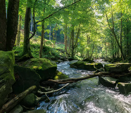 A serene forest stream flowing through lush greenery, highlighting the importance of water in understanding wildlife habitats.