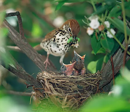 A bird feeding its chicks in a nest, demonstrating the importance of shelter in understanding wildlife habitats.