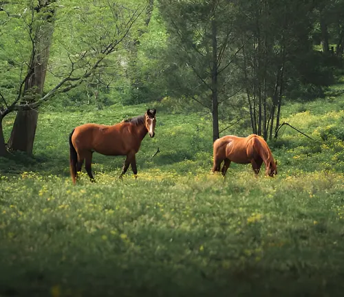 Two horses grazing in a lush meadow, illustrating the concept of grazing in nature.