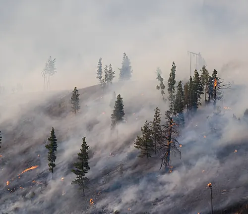 Smoke and flames consuming a forest, showcasing the devastating impact of forest fires.