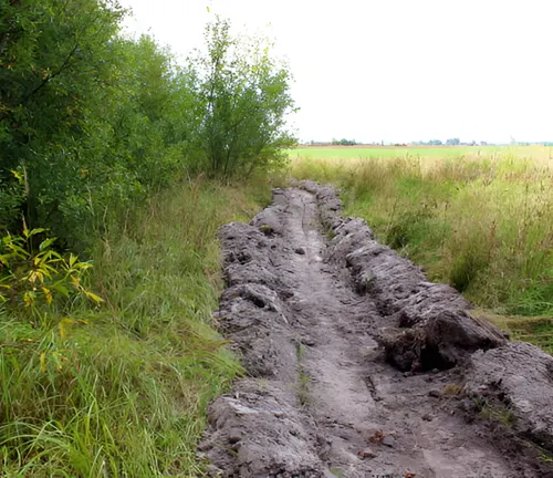  dirt firebreak created in a forest to prevent the spread of wildfires.