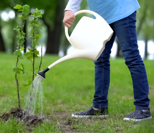 A person watering a young tree as part of assisted regeneration efforts.