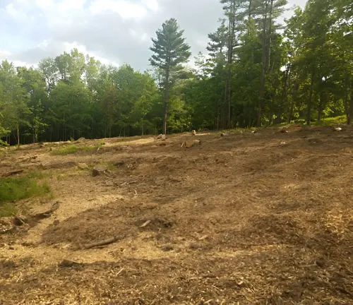 A forest area covered with mulch as part of soil restoration to enhance soil quality and prevent erosion.