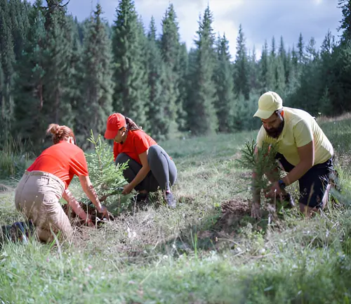 Volunteers planting young trees as part of reforestation and afforestation efforts.