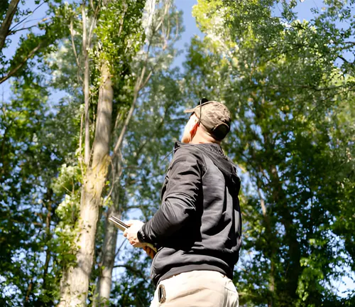 A forest manager observing trees as part of monitoring and adaptive management practices.